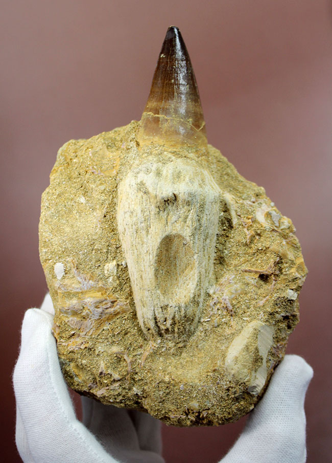 まるで化石の発掘現場!史上最強のモササウルス、プログナソドン(Prognathodon)の母岩付きの歯化石(その1)