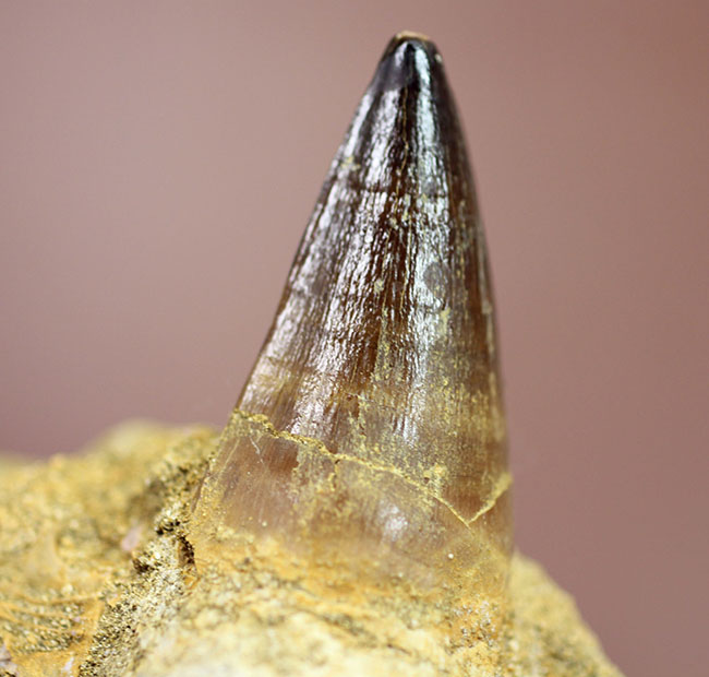 まるで化石の発掘現場!史上最強のモササウルス、プログナソドン(Prognathodon)の母岩付きの歯化石(その12)