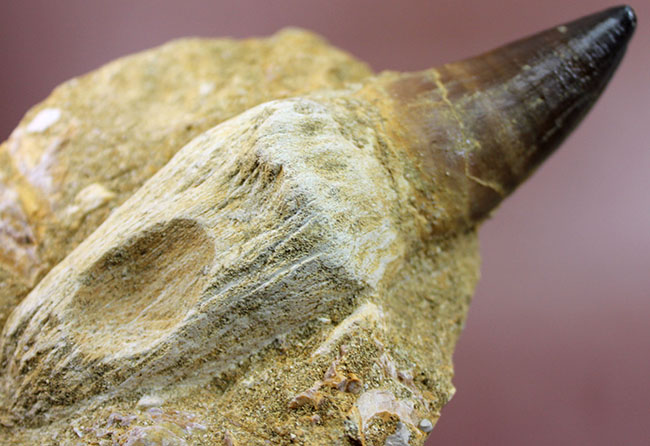 まるで化石の発掘現場!史上最強のモササウルス、プログナソドン(Prognathodon)の母岩付きの歯化石(その14)