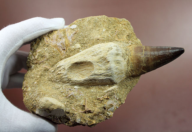 まるで化石の発掘現場！史上最強のモササウルス、プログナソドン（Prognathodon）の母岩付きの歯化石（その15）
