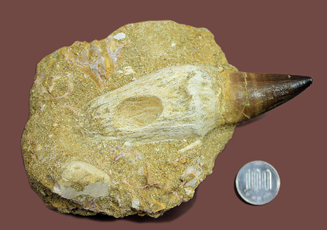 まるで化石の発掘現場！史上最強のモササウルス、プログナソドン（Prognathodon）の母岩付きの歯化石（その16）