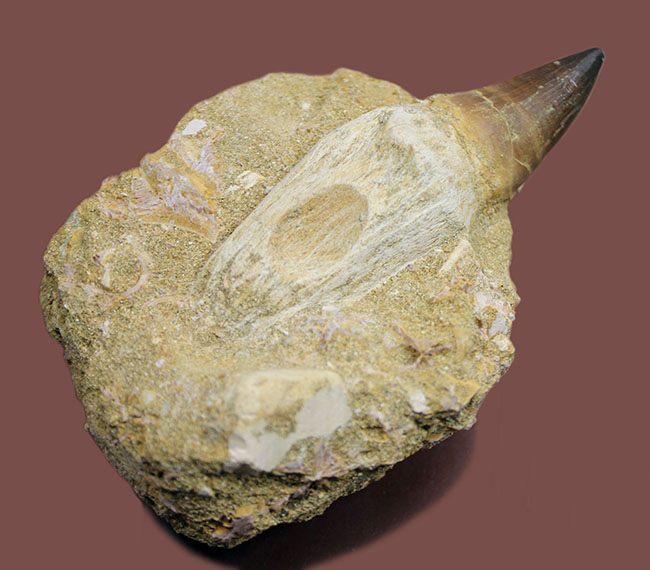 まるで化石の発掘現場！史上最強のモササウルス、プログナソドン（Prognathodon）の母岩付きの歯化石（その2）