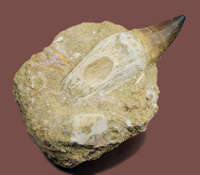 まるで化石の発掘現場!史上最強のモササウルス、プログナソドン(Prognathodon)の母岩付きの歯化石(その2)