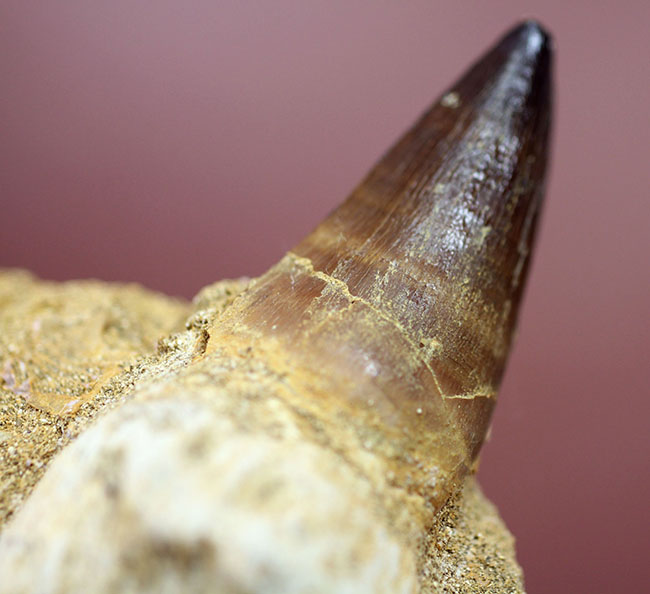 まるで化石の発掘現場!史上最強のモササウルス、プログナソドン(Prognathodon)の母岩付きの歯化石(その3)