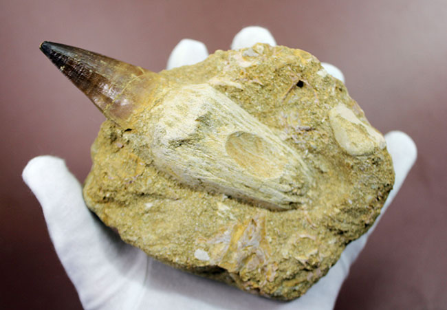 まるで化石の発掘現場！史上最強のモササウルス、プログナソドン（Prognathodon）の母岩付きの歯化石（その4）