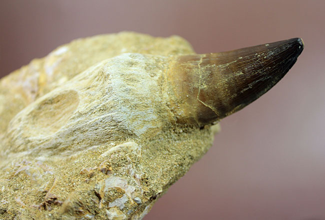 まるで化石の発掘現場!史上最強のモササウルス、プログナソドン(Prognathodon)の母岩付きの歯化石(その5)