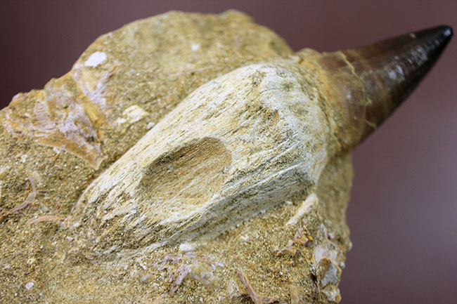 まるで化石の発掘現場!史上最強のモササウルス、プログナソドン(Prognathodon)の母岩付きの歯化石(その6)