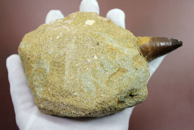 まるで化石の発掘現場!史上最強のモササウルス、プログナソドン(Prognathodon)の母岩付きの歯化石(その7)