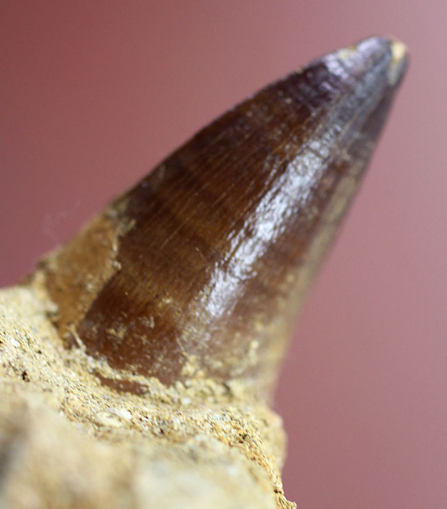 まるで化石の発掘現場!史上最強のモササウルス、プログナソドン(Prognathodon)の母岩付きの歯化石(その8)