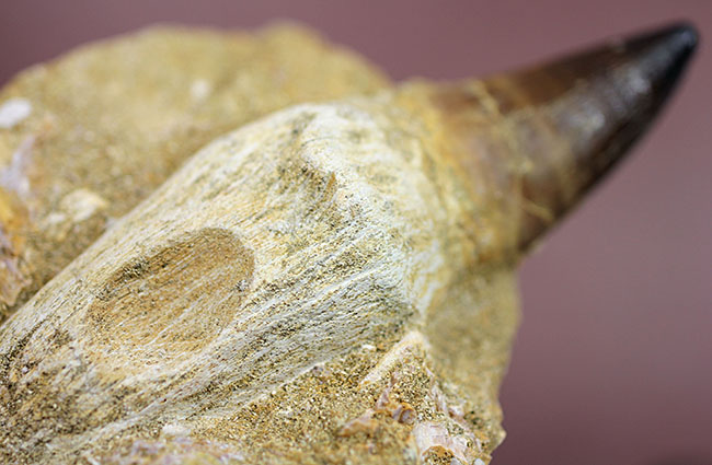 まるで化石の発掘現場!史上最強のモササウルス、プログナソドン(Prognathodon)の母岩付きの歯化石(その9)