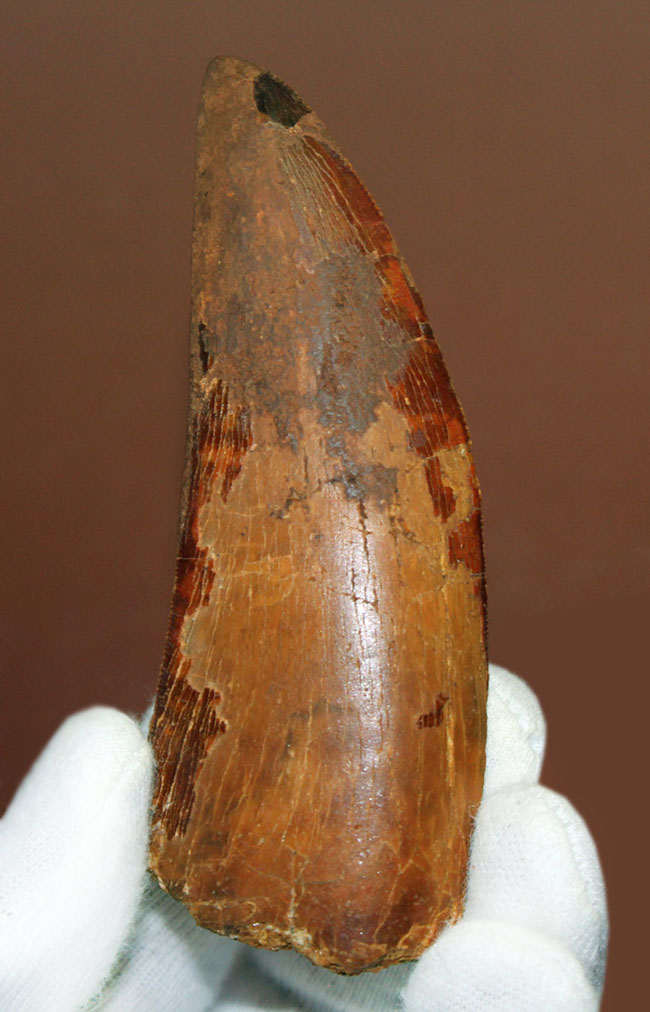 巨大歯!風格と教科書的なフォルムを兼ね備えた良質のカルカロドントサウルス(Carcharodontosaurus)の歯化石(その1)