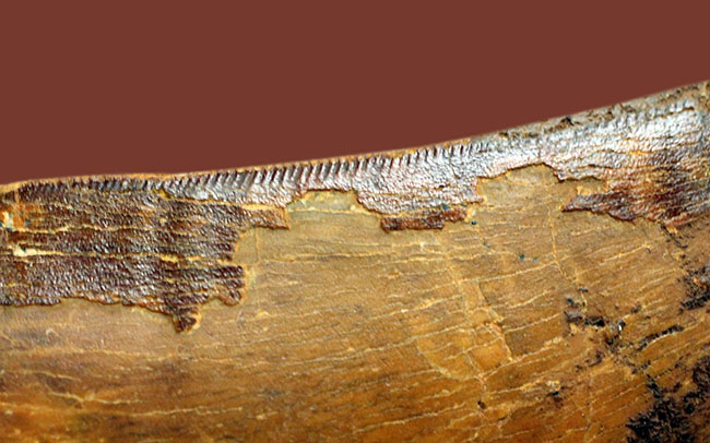 巨大歯!風格と教科書的なフォルムを兼ね備えた良質のカルカロドントサウルス(Carcharodontosaurus)の歯化石(その12)