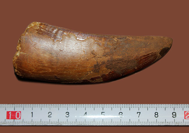 巨大歯!風格と教科書的なフォルムを兼ね備えた良質のカルカロドントサウルス(Carcharodontosaurus)の歯化石(その13)
