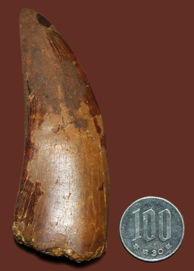 巨大歯!風格と教科書的なフォルムを兼ね備えた良質のカルカロドントサウルス(Carcharodontosaurus)の歯化石(その14)