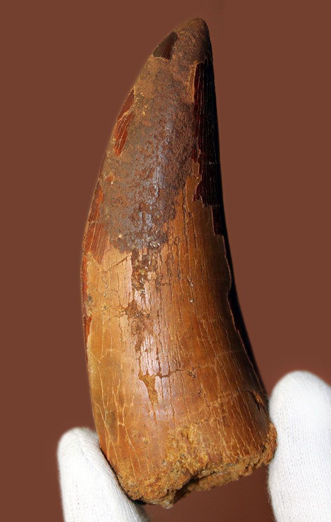 巨大歯!風格と教科書的なフォルムを兼ね備えた良質のカルカロドントサウルス(Carcharodontosaurus)の歯化石(その2)
