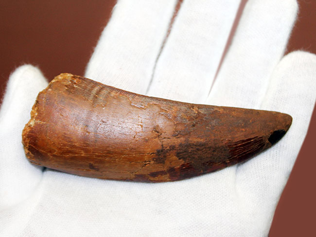 巨大歯!風格と教科書的なフォルムを兼ね備えた良質のカルカロドントサウルス(Carcharodontosaurus)の歯化石(その3)
