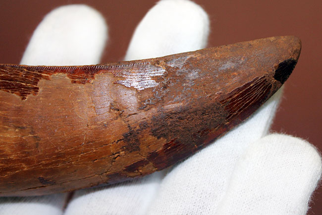 巨大歯!風格と教科書的なフォルムを兼ね備えた良質のカルカロドントサウルス(Carcharodontosaurus)の歯化石(その5)