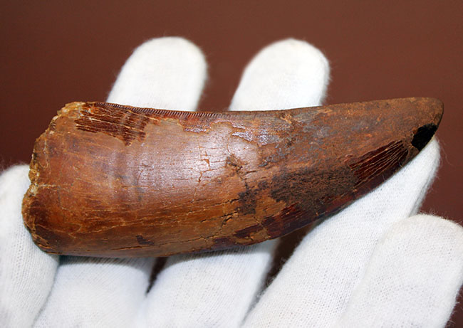 巨大歯!風格と教科書的なフォルムを兼ね備えた良質のカルカロドントサウルス(Carcharodontosaurus)の歯化石(その6)