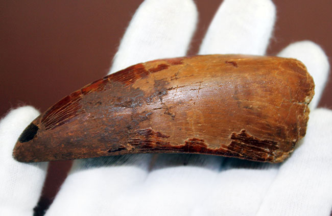 巨大歯!風格と教科書的なフォルムを兼ね備えた良質のカルカロドントサウルス(Carcharodontosaurus)の歯化石(その7)
