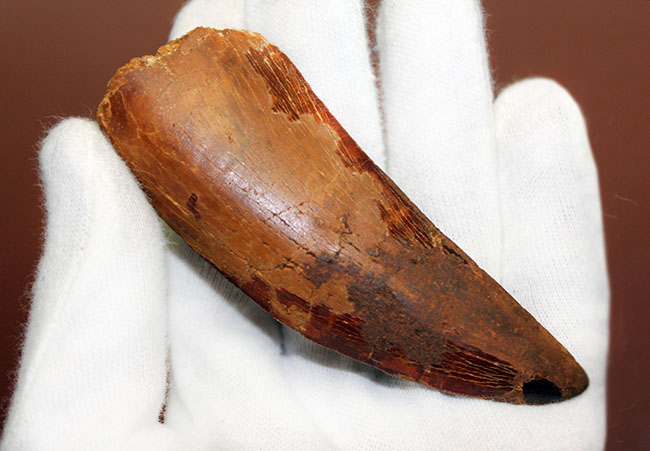 巨大歯!風格と教科書的なフォルムを兼ね備えた良質のカルカロドントサウルス(Carcharodontosaurus)の歯化石(その8)