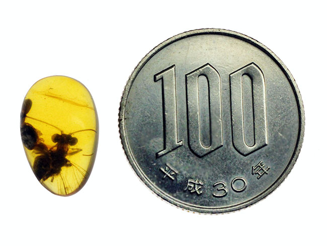 リーズナブルプライス!超希少なイトトンボが内包された、恐竜時代の琥珀、バーマイト(ビルマ琥珀)(その6)