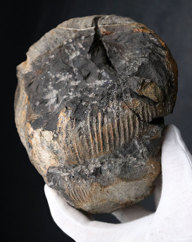 これぞ博物館級の希少標本！採集から半世紀以上の時を経てご紹介。レアを超えるレア。採集年と場所がはっきり明記された、淡路島産の異常巻きアンモナイト、ディディモセラス（Didymoceras）の化石。（その1）