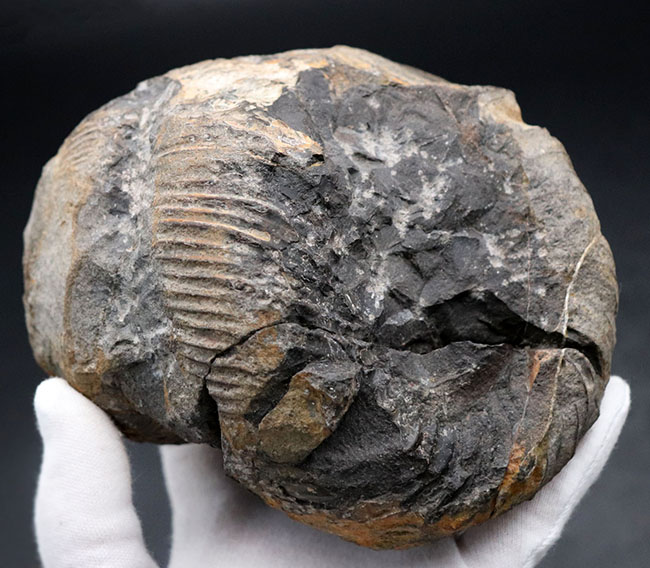 これぞ博物館級の希少標本！採集から半世紀以上の時を経てご紹介。レアを超えるレア。採集年と場所がはっきり明記された、淡路島産の異常巻きアンモナイト、ディディモセラス（Didymoceras）の化石。（その10）