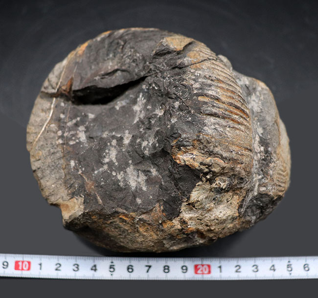 これぞ博物館級の希少標本！採集から半世紀以上の時を経てご紹介。レアを超えるレア。採集年と場所がはっきり明記された、淡路島産の異常巻きアンモナイト、ディディモセラス（Didymoceras）の化石。（その11）
