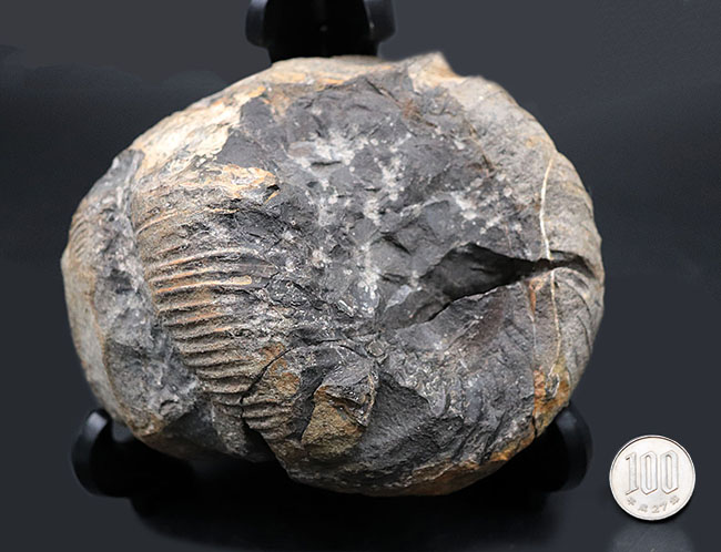 これぞ博物館級の希少標本！採集から半世紀以上の時を経てご紹介。レアを超えるレア。採集年と場所がはっきり明記された、淡路島産の異常巻きアンモナイト、ディディモセラス（Didymoceras）の化石。（その12）