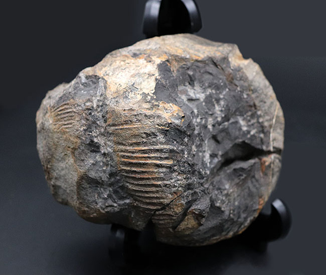 これぞ博物館級の希少標本！採集から半世紀以上の時を経てご紹介。レアを超えるレア。採集年と場所がはっきり明記された、淡路島産の異常巻きアンモナイト、ディディモセラス（Didymoceras）の化石。（その2）