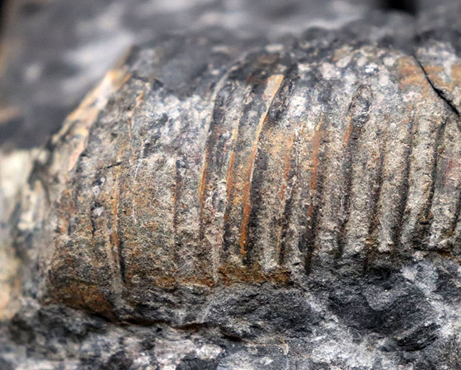 これぞ博物館級の希少標本！採集から半世紀以上の時を経てご紹介。レアを超えるレア。採集年と場所がはっきり明記された、淡路島産の異常巻きアンモナイト、ディディモセラス（Didymoceras）の化石。（その3）