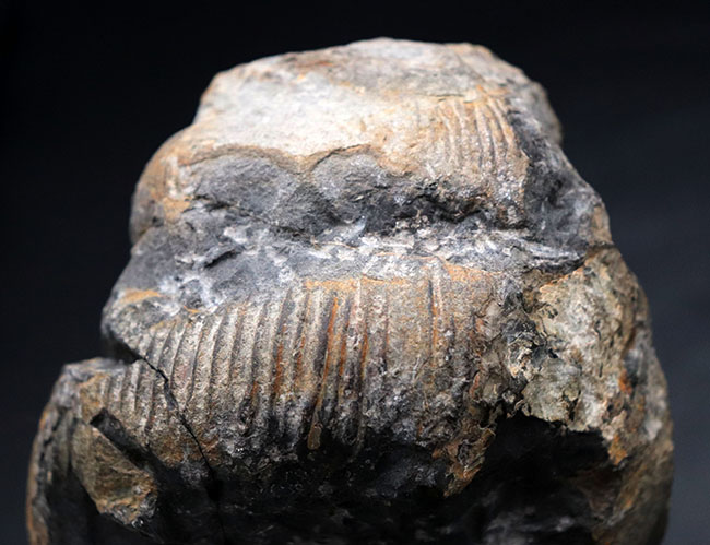 これぞ博物館級の希少標本！採集から半世紀以上の時を経てご紹介。レアを超えるレア。採集年と場所がはっきり明記された、淡路島産の異常巻きアンモナイト、ディディモセラス（Didymoceras）の化石。（その4）