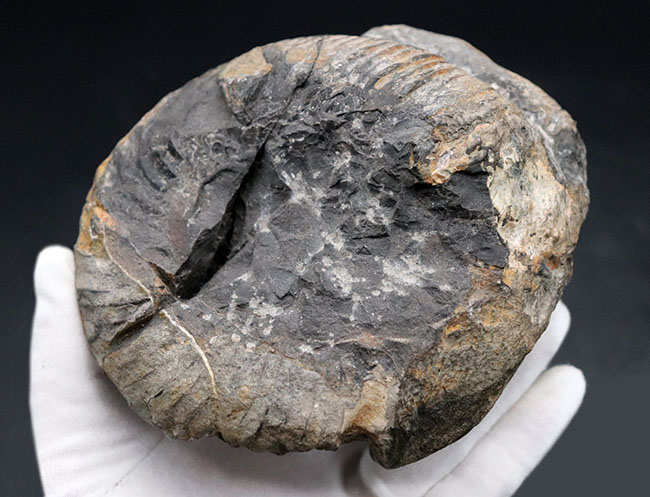 これぞ博物館級の希少標本！採集から半世紀以上の時を経てご紹介。レアを超えるレア。採集年と場所がはっきり明記された、淡路島産の異常巻きアンモナイト、ディディモセラス（Didymoceras）の化石。（その5）
