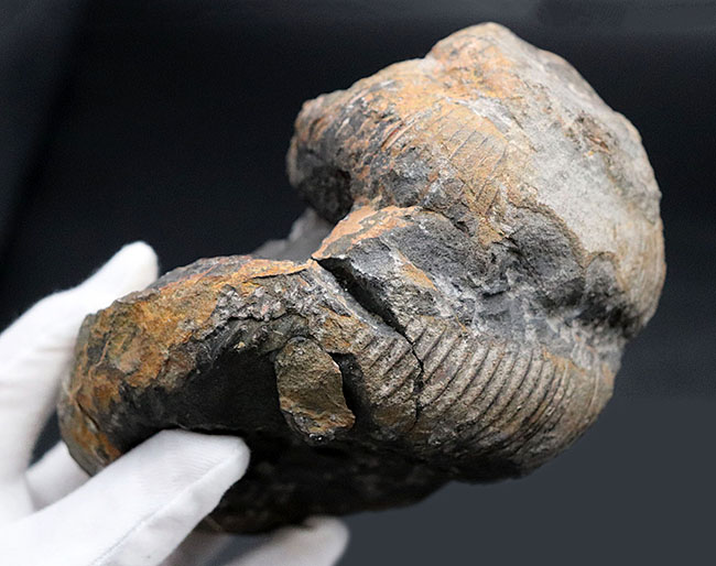 これぞ博物館級の希少標本！採集から半世紀以上の時を経てご紹介。レアを超えるレア。採集年と場所がはっきり明記された、淡路島産の異常巻きアンモナイト、ディディモセラス（Didymoceras）の化石。（その6）
