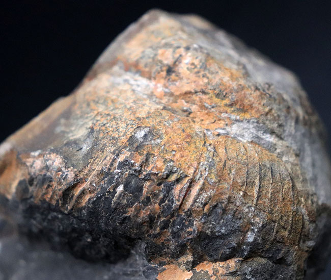 これぞ博物館級の希少標本！採集から半世紀以上の時を経てご紹介。レアを超えるレア。採集年と場所がはっきり明記された、淡路島産の異常巻きアンモナイト、ディディモセラス（Didymoceras）の化石。（その7）