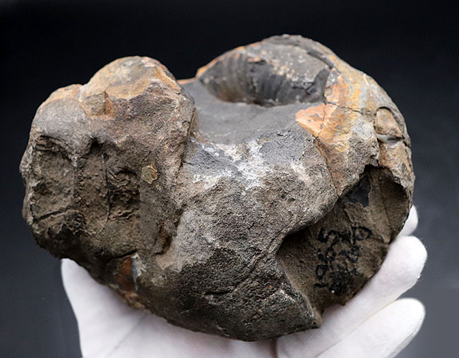 これぞ博物館級の希少標本！採集から半世紀以上の時を経てご紹介。レアを超えるレア。採集年と場所がはっきり明記された、淡路島産の異常巻きアンモナイト、ディディモセラス（Didymoceras）の化石。（その8）