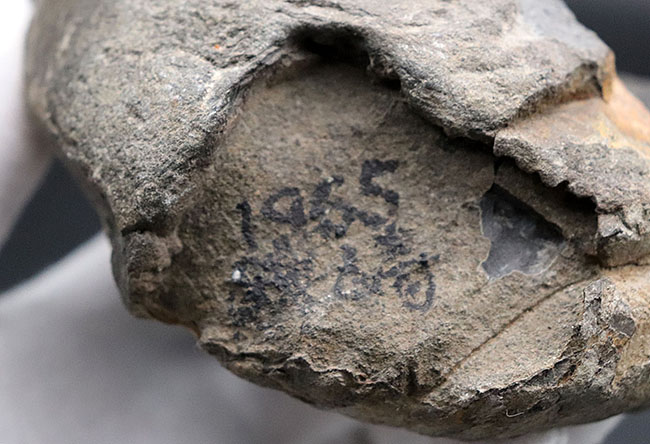 これぞ博物館級の希少標本！採集から半世紀以上の時を経てご紹介。レアを超えるレア。採集年と場所がはっきり明記された、淡路島産の異常巻きアンモナイト、ディディモセラス（Didymoceras）の化石。（その9）