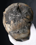 これぞ博物館級の希少標本！採集から半世紀以上の時を経てご紹介。レアを超えるレア。採集年と場所がはっきり明記された、淡路島産の異常巻きアンモナイト、ディディモセラス（Didymoceras）の化石。