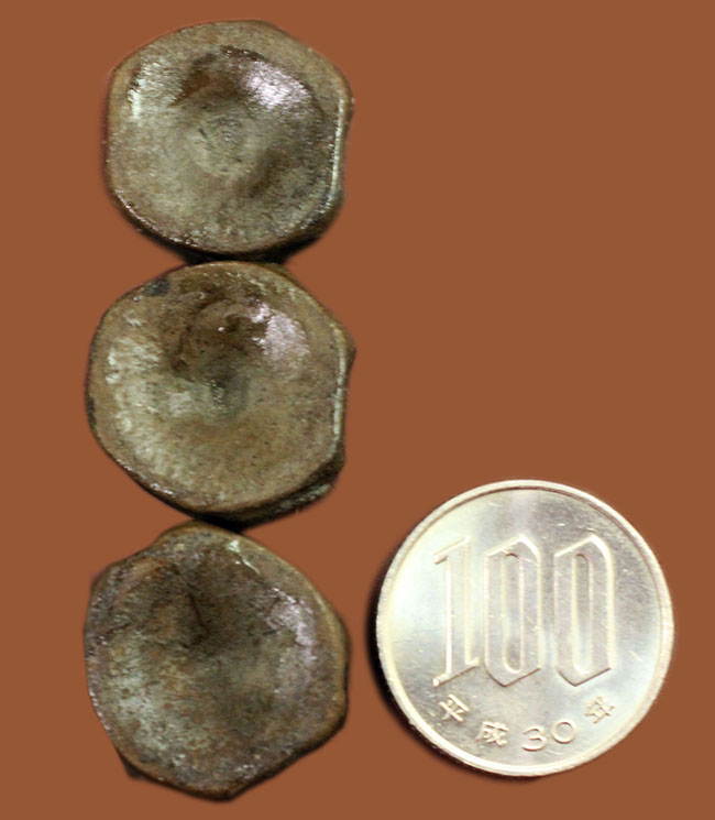 化石標本イクチオサウルス 魚竜脊椎骨 イギリスライムレジス産