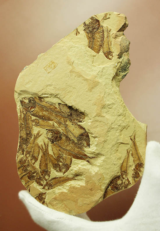 ２０体以上！ニシン科魚化石ゴシウテクティスの群集標本(Gosiutichtys)（その1）