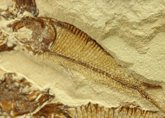 ２０体以上！ニシン科魚化石ゴシウテクティスの群集標本(Gosiutichtys)（その10）