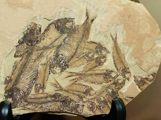20体以上!ニシン科魚化石ゴシウテクティスの群集標本(Gosiutichtys)(その3)