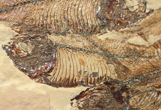 ２０体以上！ニシン科魚化石ゴシウテクティスの群集標本(Gosiutichtys)（その4）