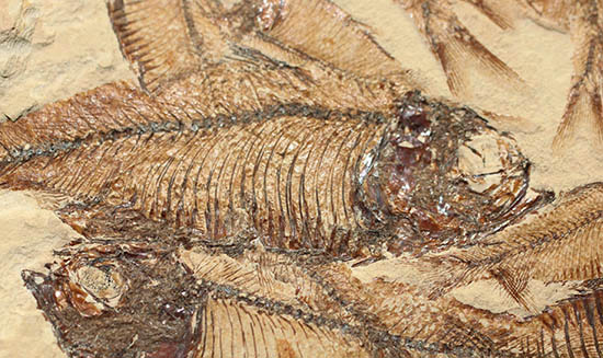 ２０体以上！ニシン科魚化石ゴシウテクティスの群集標本(Gosiutichtys)（その5）