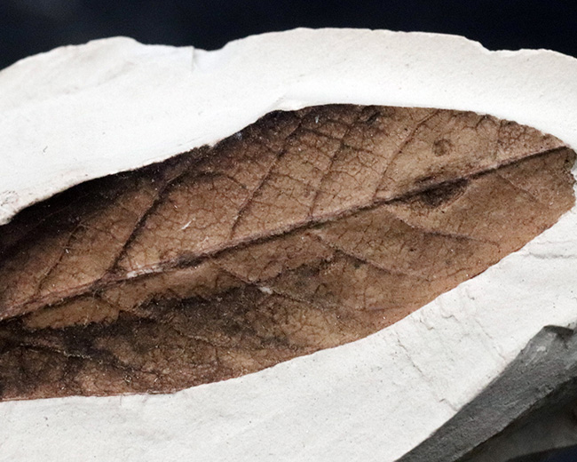 まるで落ち葉！神戸層群より採集された驚くほどの保存状態を維持した葉っぱの化石（その3）