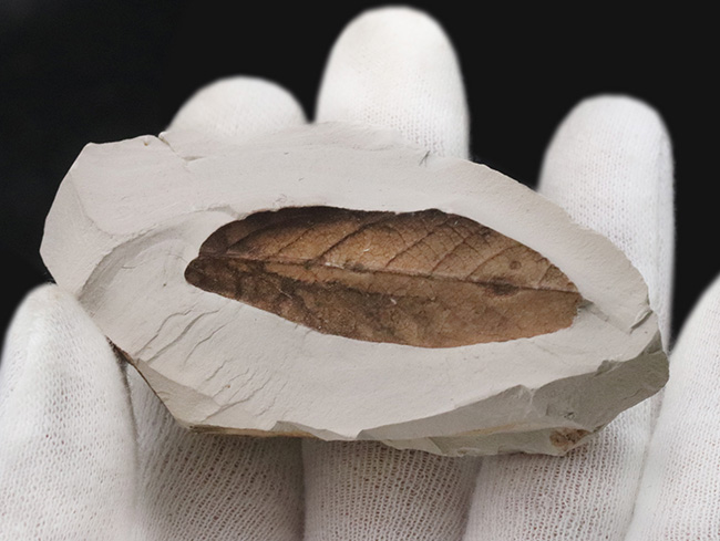 葉の化石 葉の化石 Leaf Fossil - greenfloat