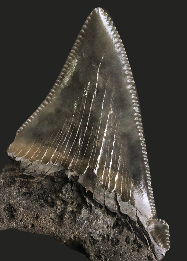１００％ナチュラル！あのメガロドンの祖先と目される、古代の巨大ザメ、オトドゥス・アングスティデンス（Otodus angustidens）の歯化石（その1）