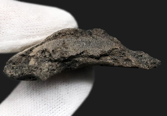 100％ナチュラル！あのメガロドンの祖先と目される、古代の巨大ザメ