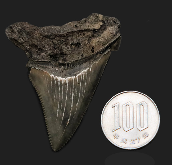 100%ナチュラル!あのメガロドンの祖先と目される、古代の巨大ザメ、オトドゥス・アングスティデンス(Otodus angustidens)の歯化石(その8)