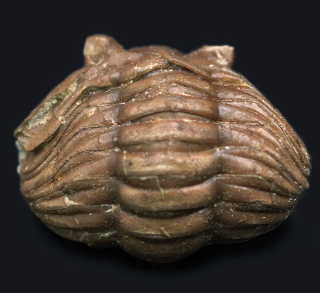 人気のパックマン！ロシア産の三葉虫、アサフス（Asaphus）のエンロール（防御）姿勢をとった化石（その1）